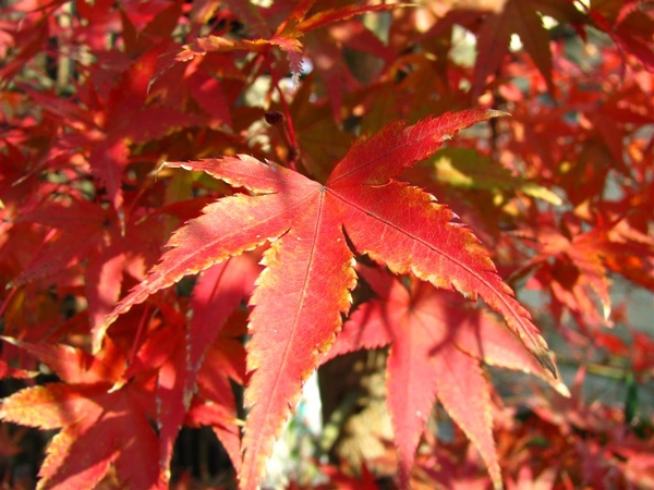 這棵楓葉超紅的