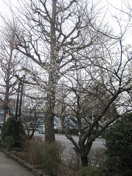 往代代木公園路上的梅花