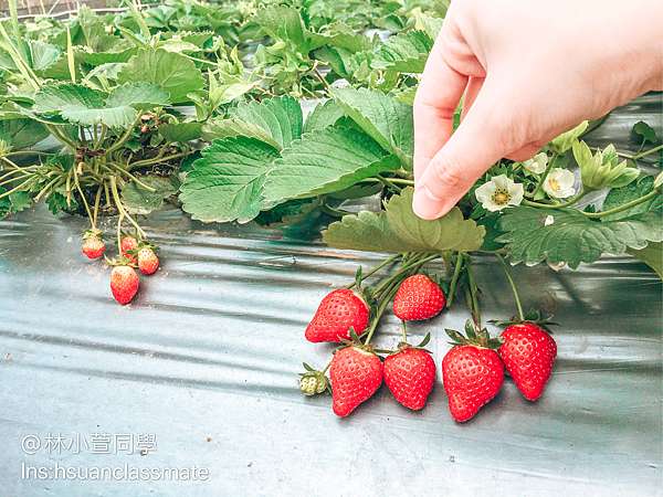 遊記 不只大湖可以採草莓 苗栗公館鄉草莓園推薦福星草莓園 林小萱同學 痞客邦