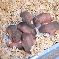 老鼠寶寶..共7隻