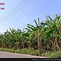 陸豐國小田園美地1.JPG
