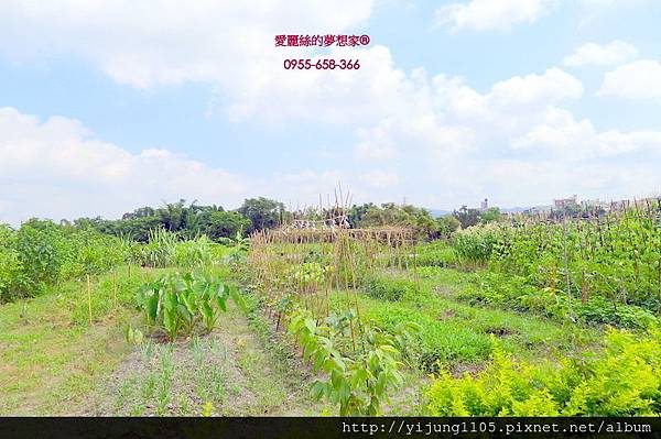 橫山大背山農地-6.JPG