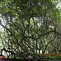 2012-7-22 西雙版納熱帶植物園11