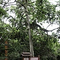 2012-7-22 西雙版納熱帶植物園12