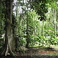 2012-7-22 西雙版納熱帶植物園14