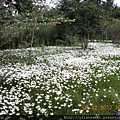 2012-7-22 西雙版納熱帶植物園24