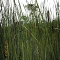 2012-7-22 西雙版納熱帶植物園25