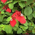 2012-7-22 西雙版納熱帶植物園26