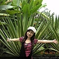 2012-7-22 西雙版納熱帶植物園33
