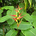 2012-7-22 西雙版納熱帶植物園35