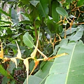 2012-7-22 西雙版納熱帶植物園36