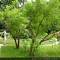 2012-7-22 西雙版納熱帶植物園38