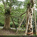 2012-7-22 西雙版納熱帶植物園43