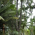 2012-7-22 西雙版納熱帶植物園44