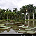 2012-7-22 西雙版納熱帶植物園52