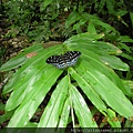 2012-7-22 西雙版納熱帶植物園59