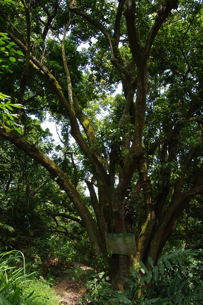 新化植物園_23