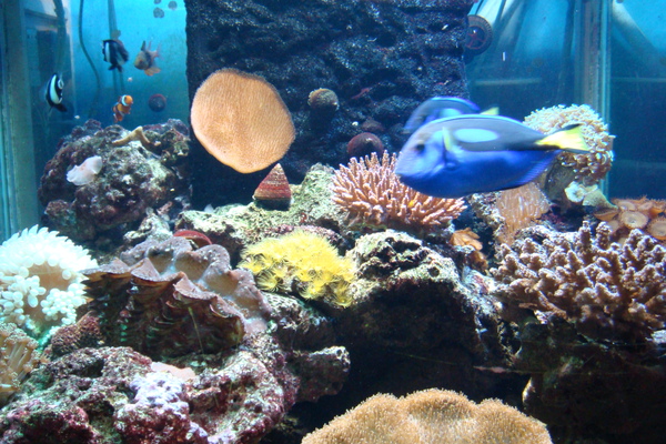 由於肚子太餓，沒空照美食，只好照照水族箱裡的魚兒