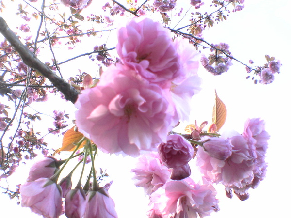 flowering cherry