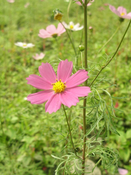 波斯菊（美濃）