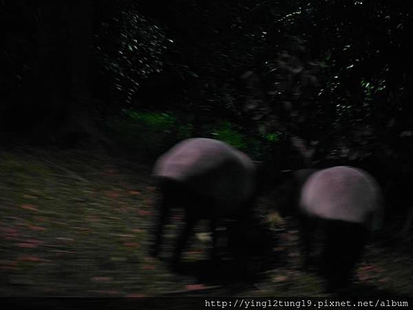 夜間動物園