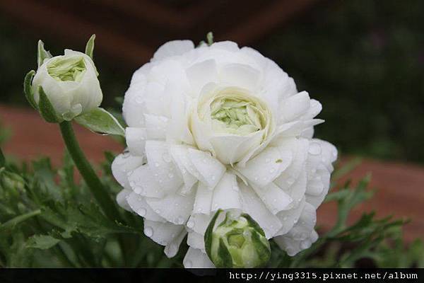 199645_152066028186124_100001481843223_315395_4247941_n