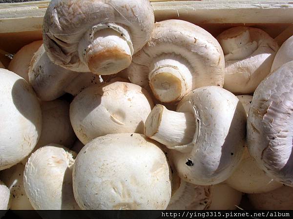 champignons_agaricus