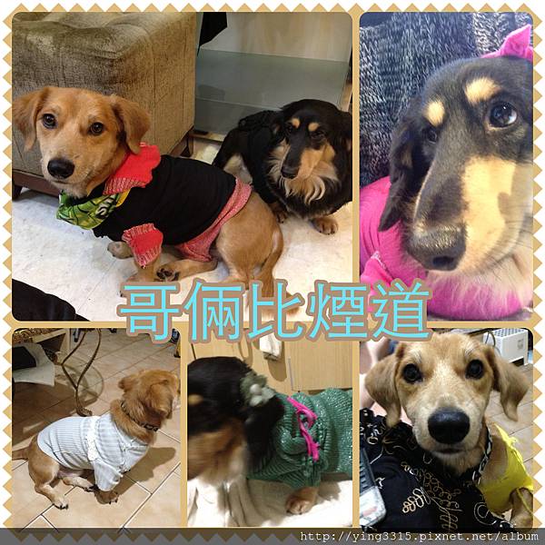 收養喲！不要購買生命！