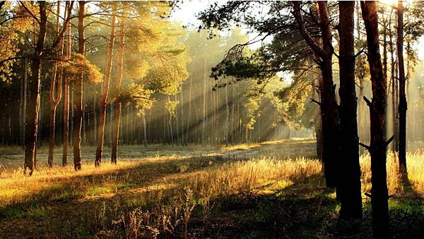 sunrise_in_the_forest