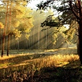 sunrise_in_the_forest