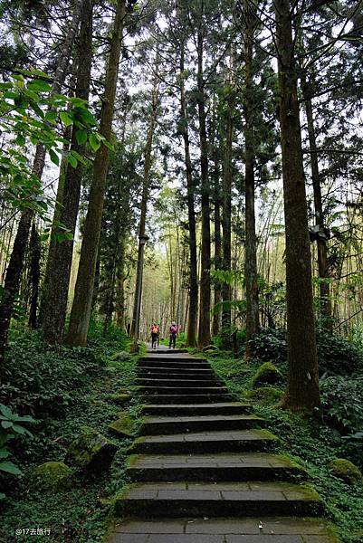 【溪頭自然教育園區→溪頭森林遊樂區】