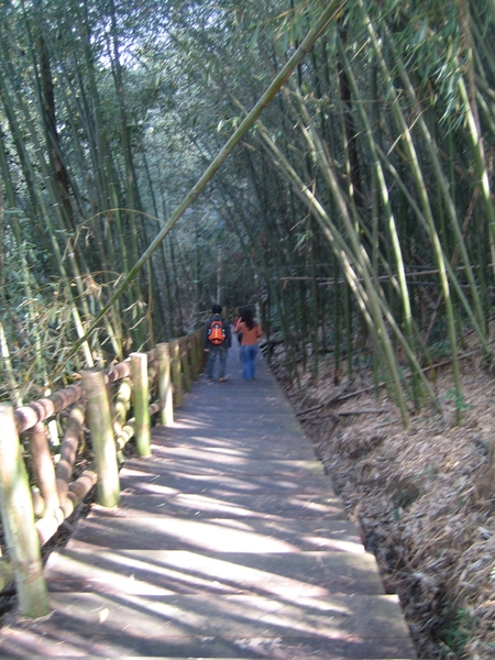 多變的特富野生態步道-後段為竹林