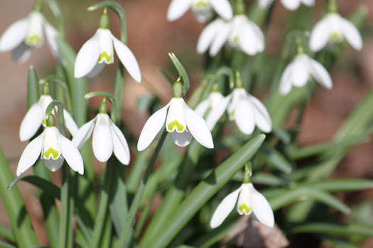 snowdrop