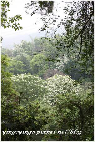 雲林古坑_賞桐花980419_6300.jpg