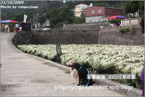 苗栗銅鑼_2009賞杭菊_981115_011.jpg