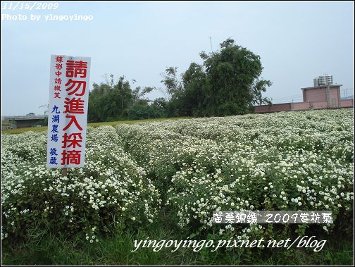 苗栗銅鑼_2009賞杭菊_981115_013.jpg