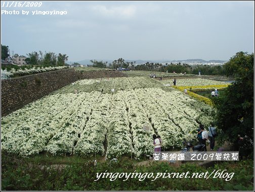 苗栗銅鑼_2009賞杭菊_981115_016.jpg