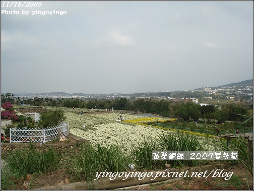 苗栗銅鑼_2009賞杭菊_981115_017.jpg