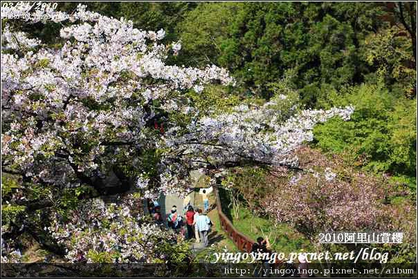 嘉義阿里山_阿里山賞櫻之遊990321_I0519.jpg