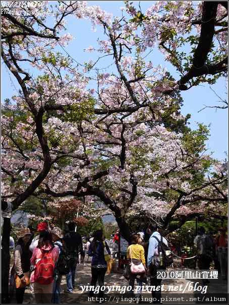 嘉義阿里山_阿里山賞櫻之遊990321_R0010670.jpg