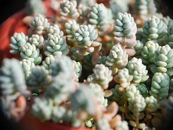 Sedum dasyphyllum  姬星美人 201202 (1).jpg