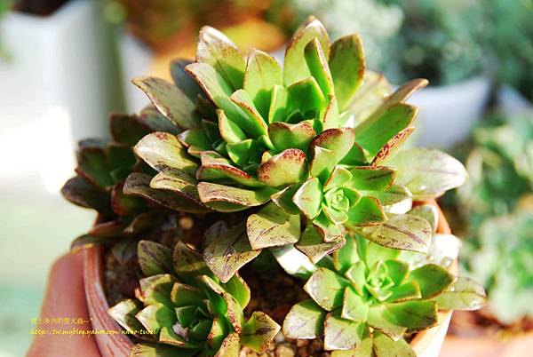 Aeonium Gold Medal 褐法師 201302.jpg