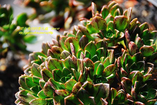 Aeonium Gold Medal 褐法師 201402 (3).jpg