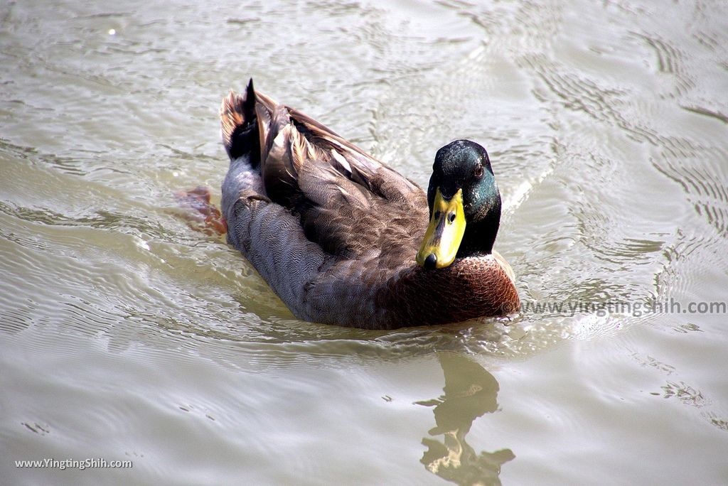 WM_RF_RF_20171224_雲林虎尾澄霖沉香味道森林館／兼六園日式禪風庭園／生態景觀池131_3A5A1330.jpg