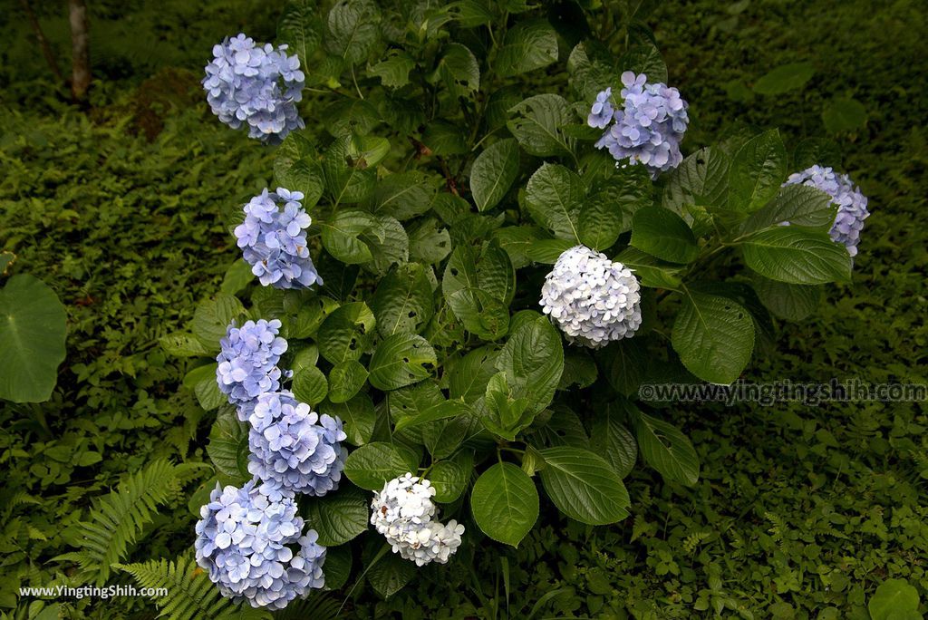 M_M_20180618_新竹關西馬武督探索森林／虹橋、馬武督瀑布／元氣、楊梅、竹林、楓林步道013_3A5A3474.jpg