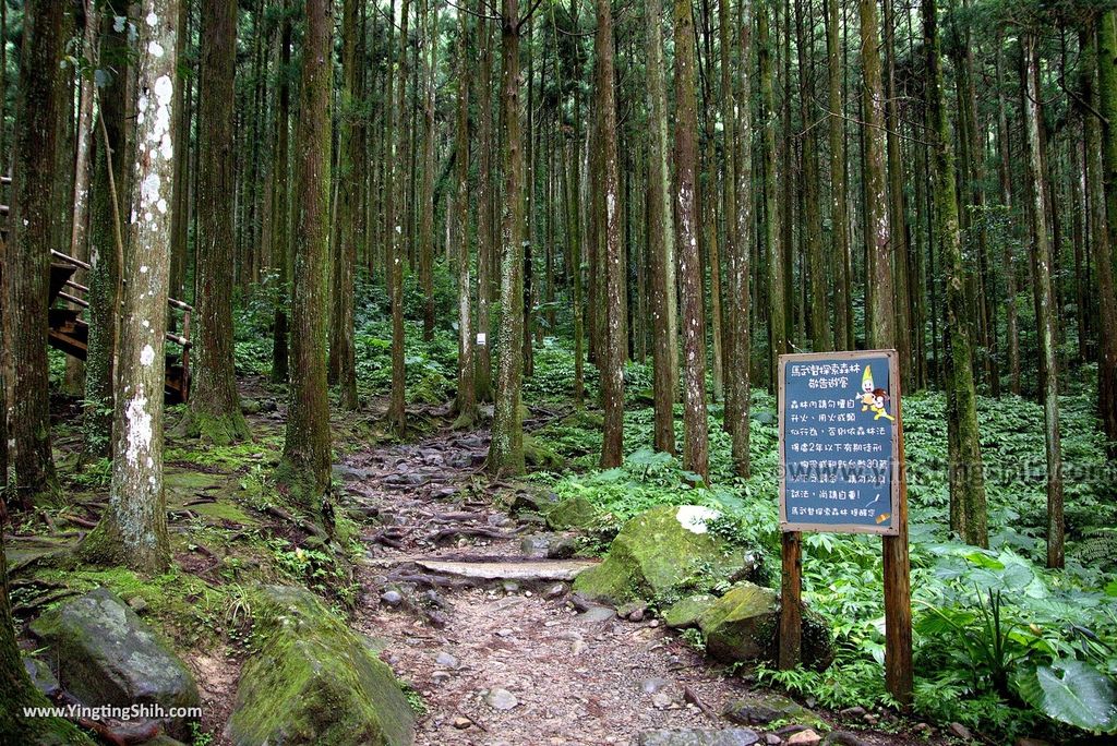 M_M_20180618_新竹關西馬武督探索森林／虹橋、馬武督瀑布／元氣、楊梅、竹林、楓林步道060_3A5A0327.jpg