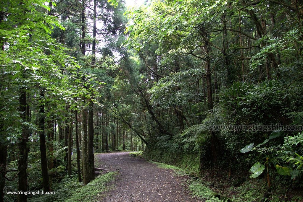 M_M_20180618_新竹關西馬武督探索森林／虹橋、馬武督瀑布／元氣、楊梅、竹林、楓林步道184_3A5A3165.jpg