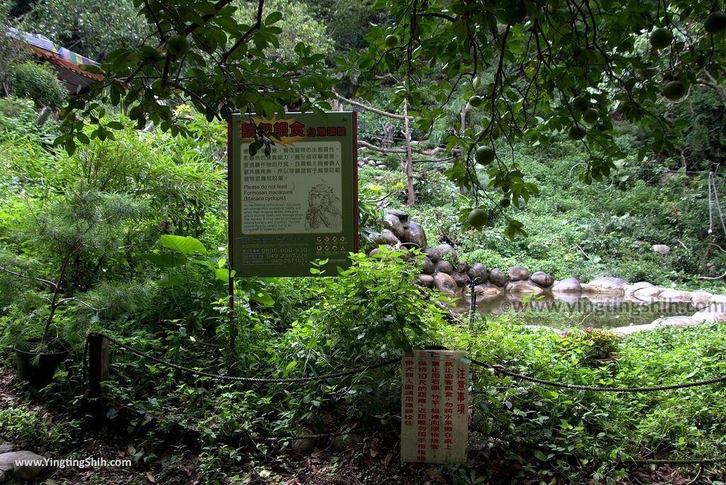 M_M_20180623_台中北屯郭叔叔獼猴生態區／迷喉咖啡／跳水區／生態教室017_3A5A4066.jpg