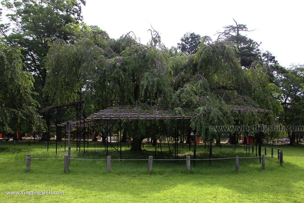 YTS_YTS_20180713_Japan Kyoto Kamigamo-jinja 日本京都上賀茂神社（賀茂別雷神社）／世界文化遺產／舞殿／陰陽石014_3A5A5948.jpg