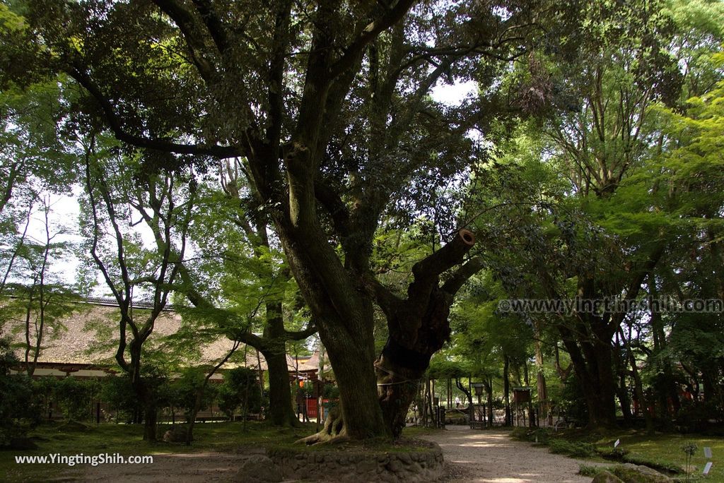 YTS_YTS_20180713_Japan Kyoto Kamigamo-jinja 日本京都上賀茂神社（賀茂別雷神社）／世界文化遺產／舞殿／陰陽石081_3A5A6121.jpg